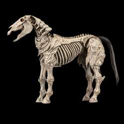 Mythic Legions Skeleton Steed Legion Builder figure