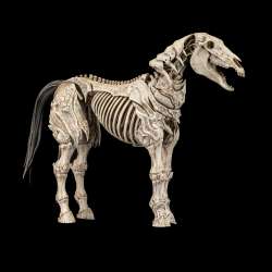 Mythic Legions Skeleton Steed Legion Builder figure
