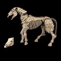 Mythic Legions Skeleton Steed Legion Builder figure